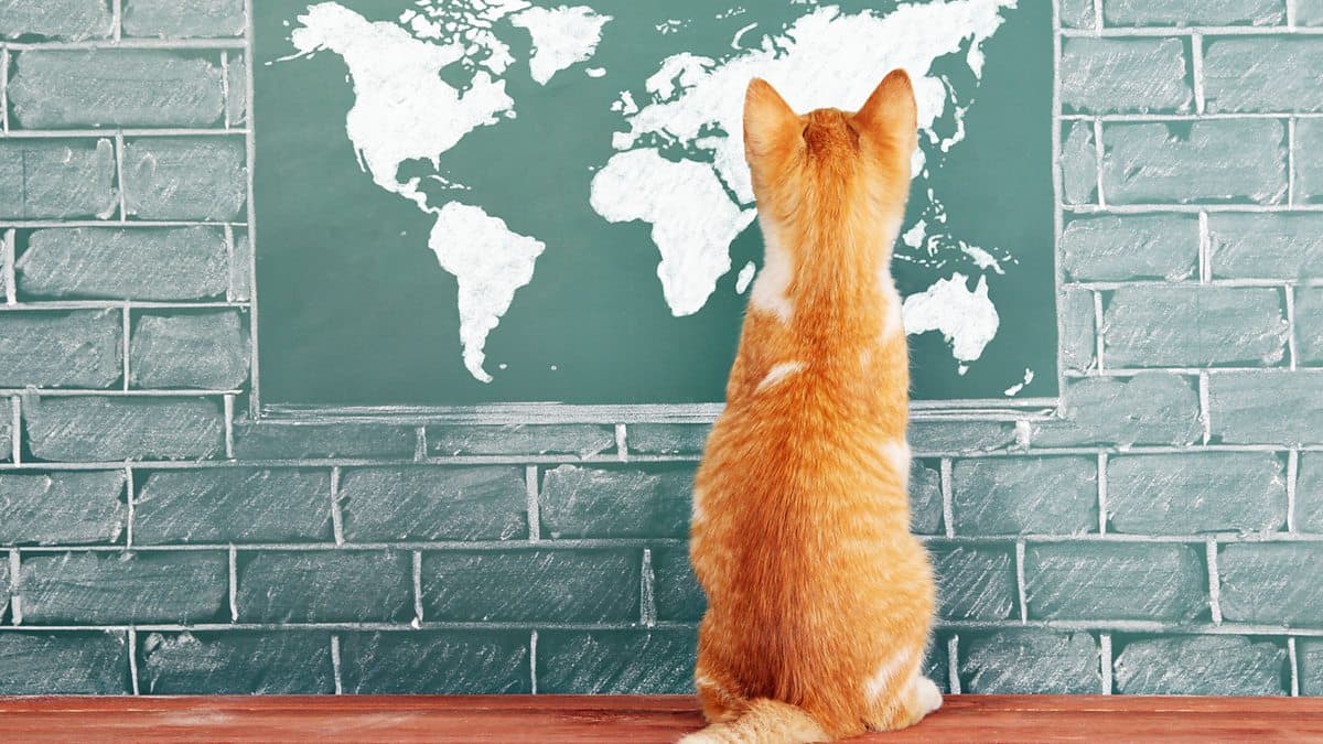 6 Minute English / How do pets navigate?