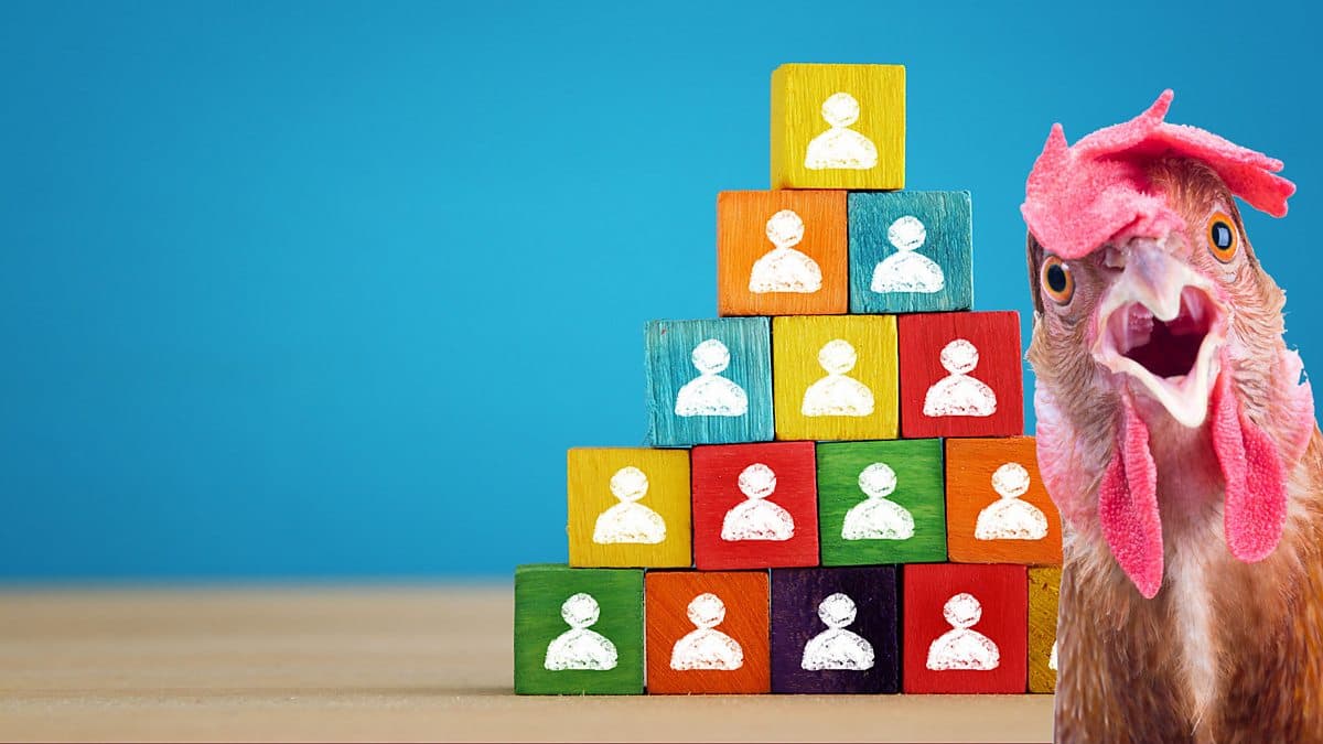6 Minute English / What chickens can teach us about hierarchies