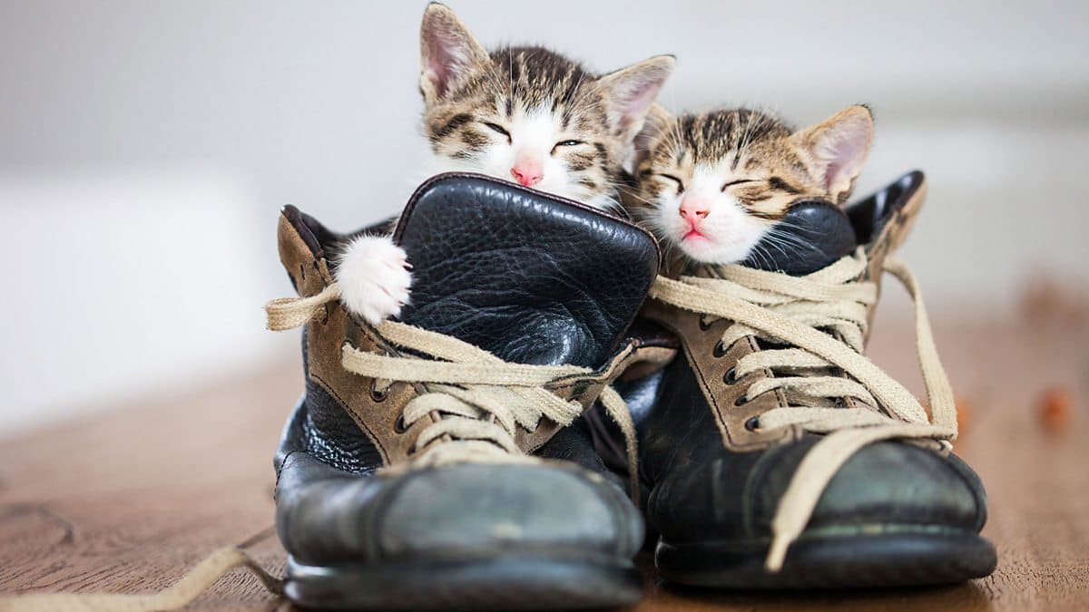 6 Minute English / The rise in popularity of the comfy shoe