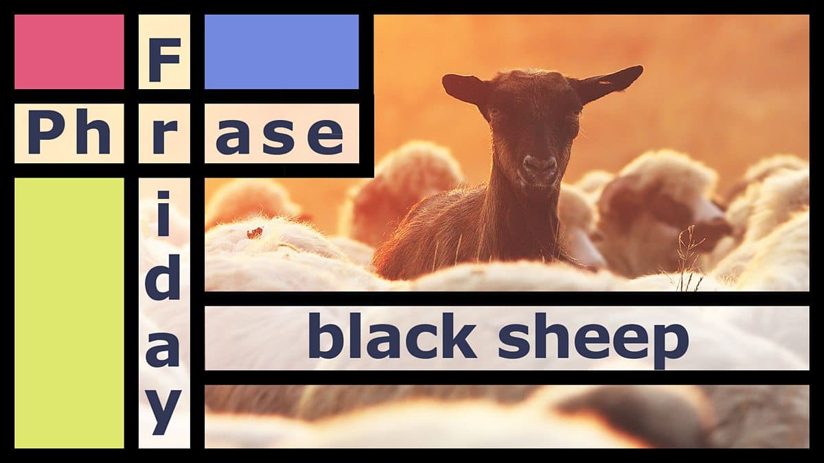 Friday Phrase / Black sheep