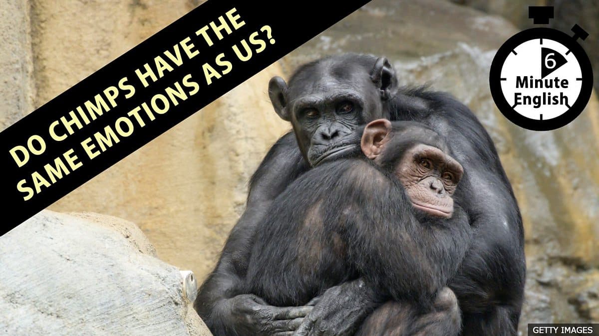 6 Minute English / Do chimps have the same emotions as us?