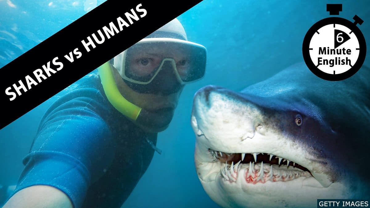 6 Minute English / Which are more dangerous: sharks or humans?
