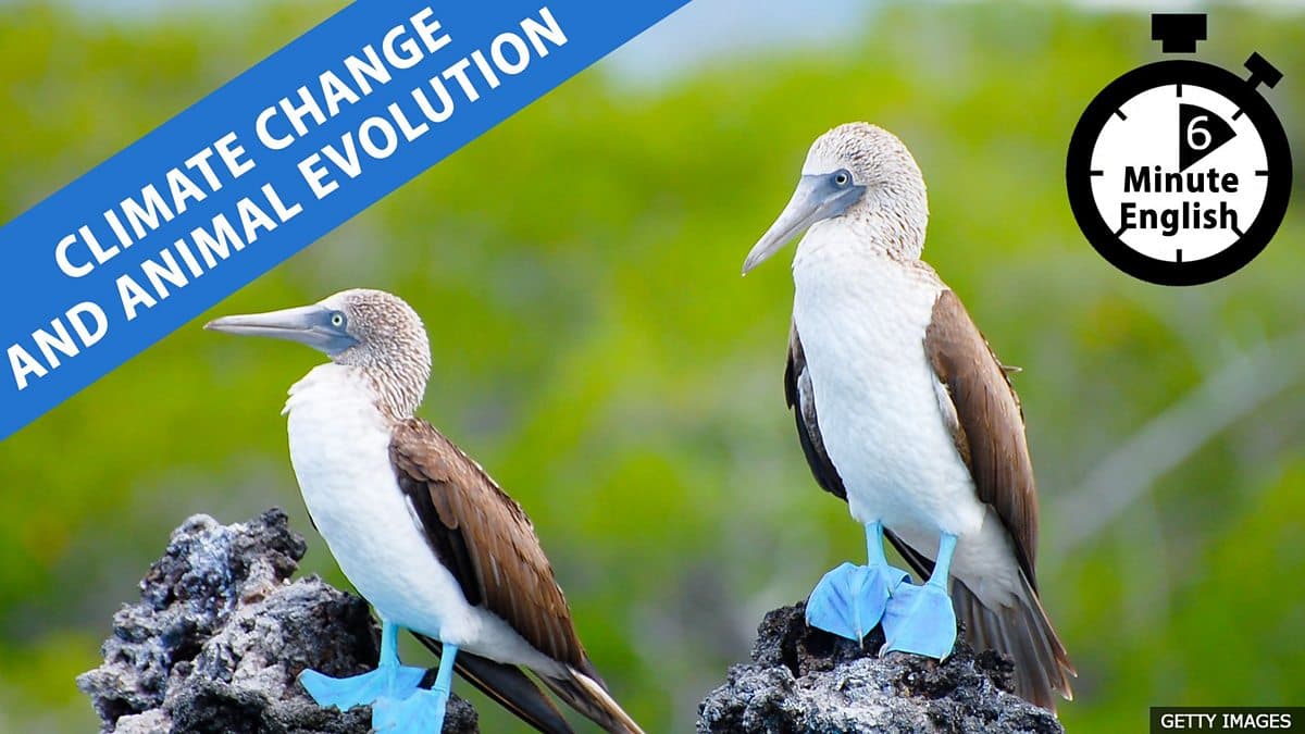 6 Minute English / Climate change and animal evolution