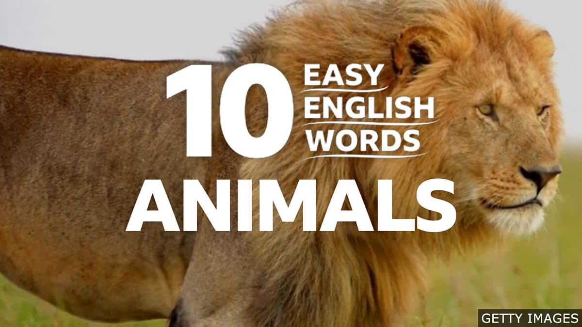 10 Easy English Words / Animals