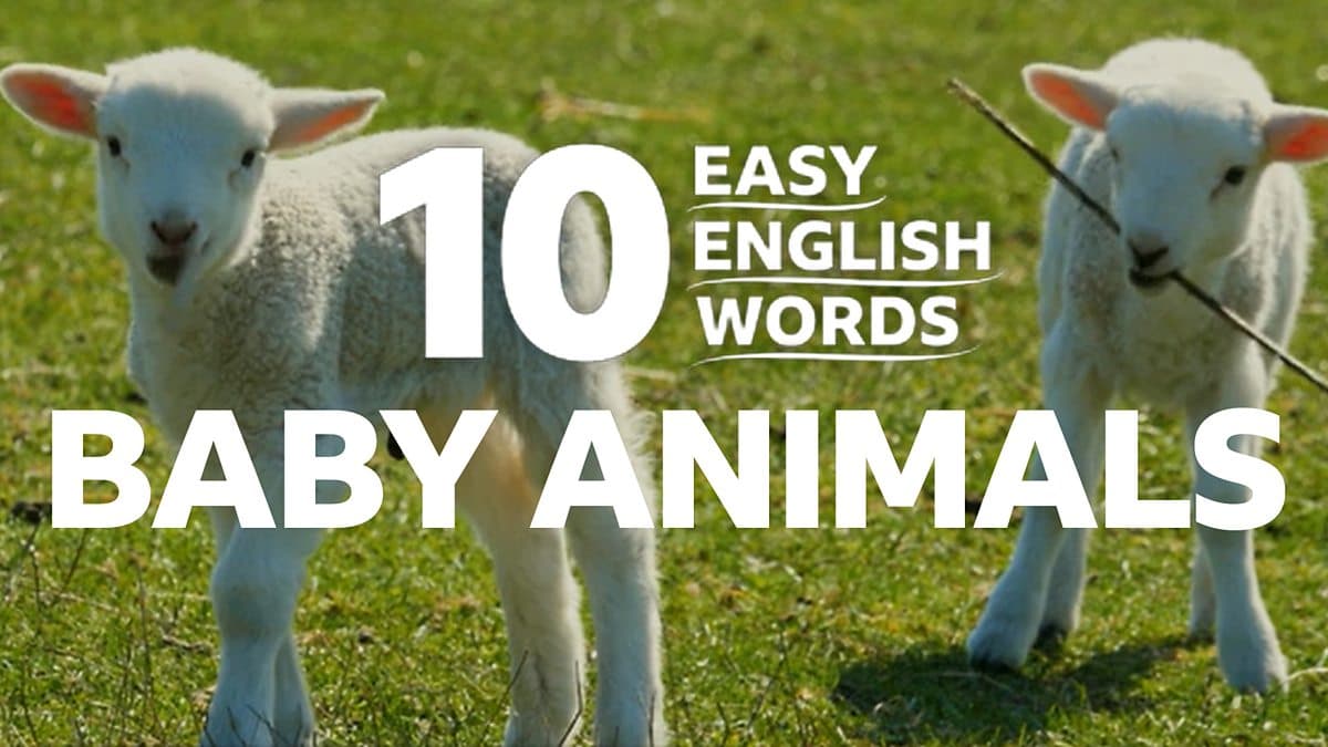 10 Easy English Words / Baby animals