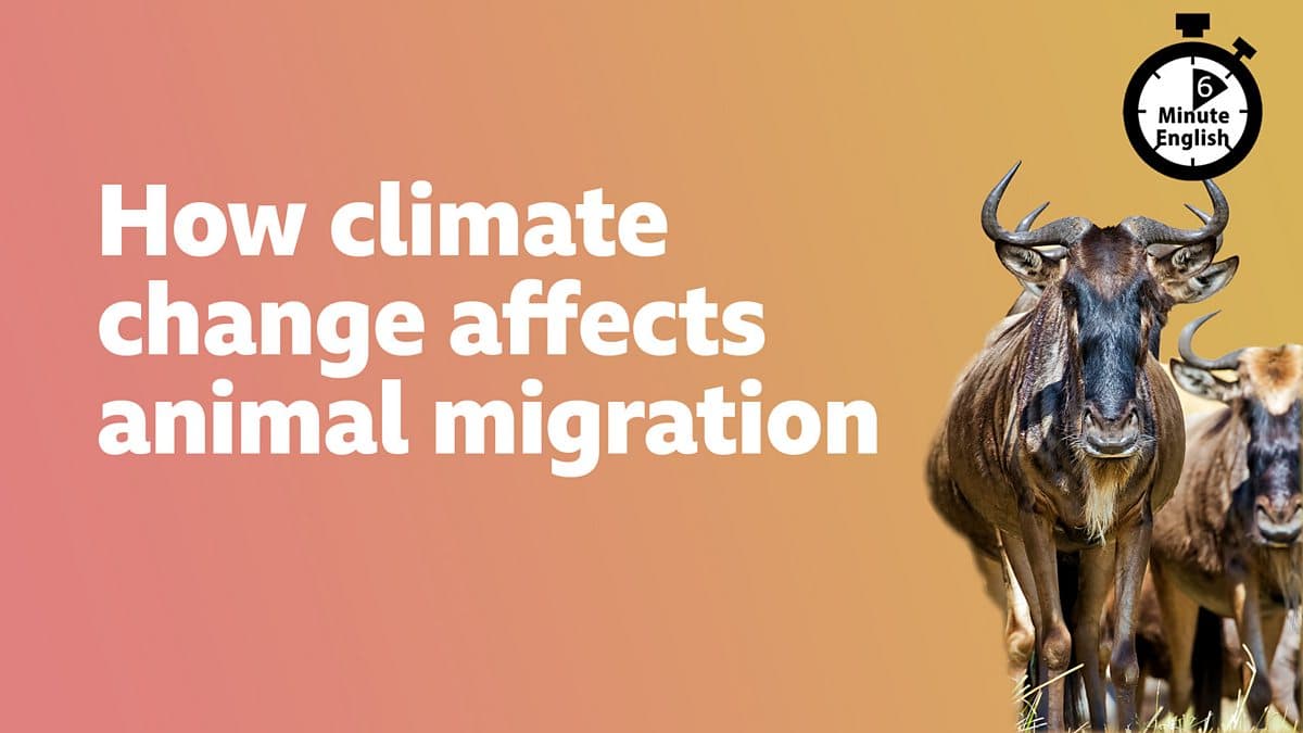 6 Minute English / How climate change affects animal migration