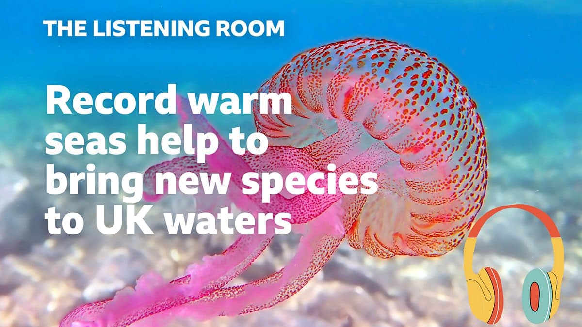 The Listening Room / Record warm seas help to bring extraordinary new species to UK waters
