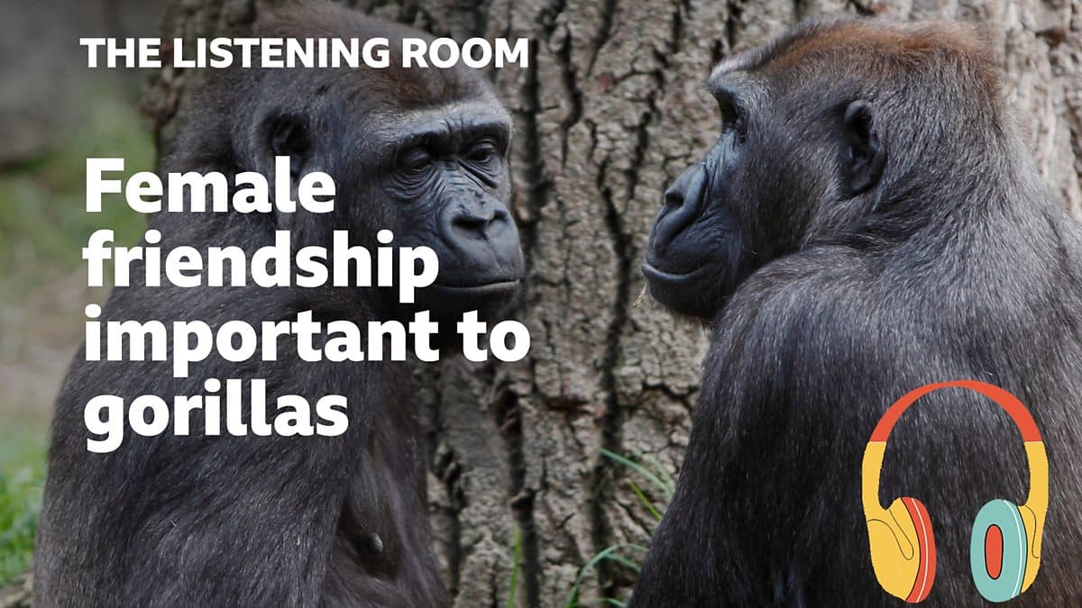 The Listening Room / Female friendship important to gorillas