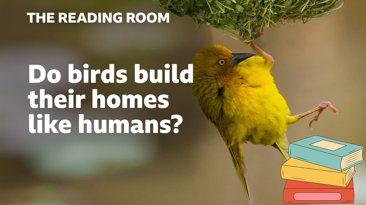 The Reading Room / Do birds build their homes like humans?