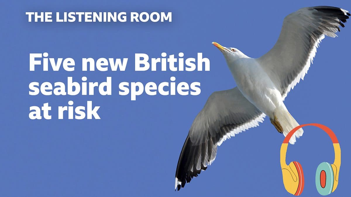 The Listening Room / Five new British seabird species at risk