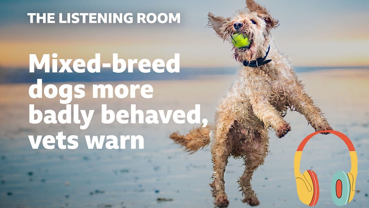 The Listening Room / Mixed-breed dogs more badly behaved, vets warn