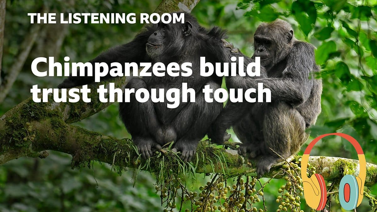 The Listening Room / Chimpanzees build trust through touch