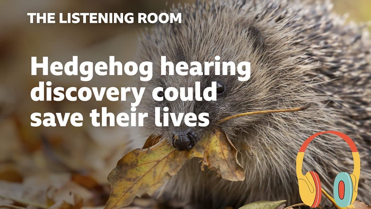 The Listening Room / Hedgehog hearing discovery could save their lives