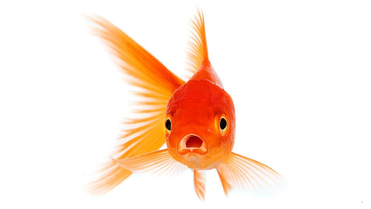 6 Minute English / Goldfish, brains and phones