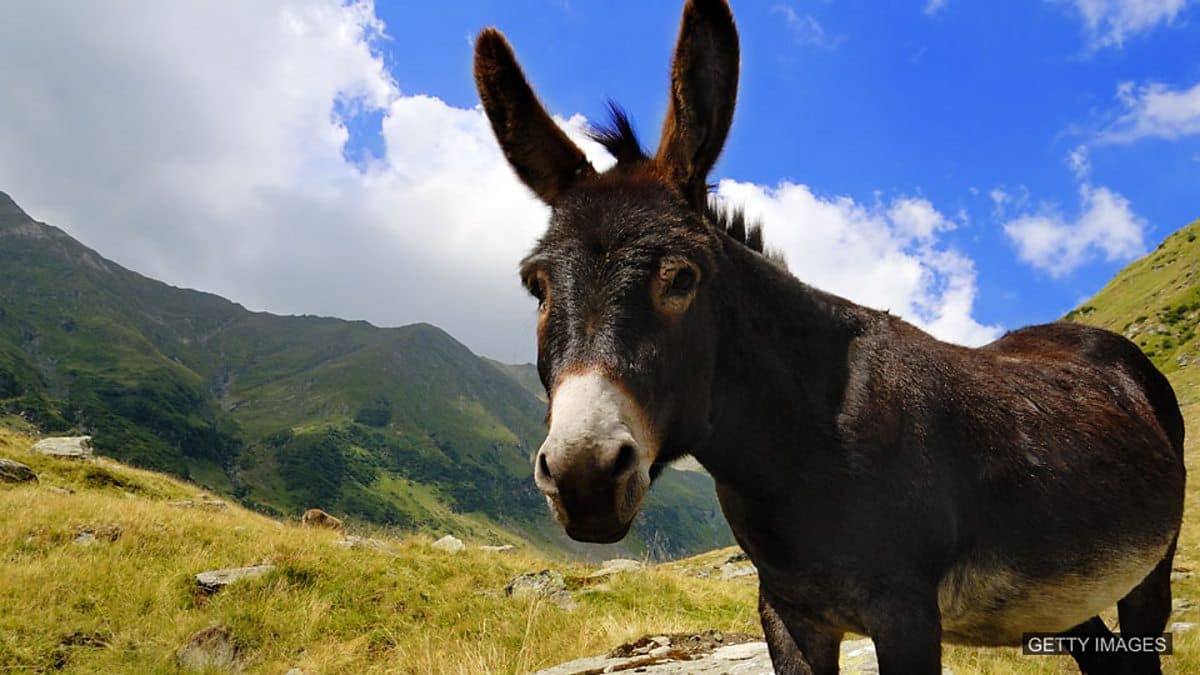 The English We Speak / Donkey's years