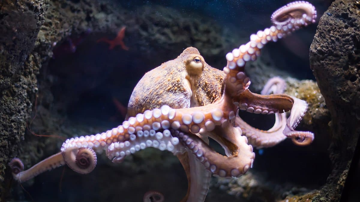 6 Minute English / How intelligent is the octopus?