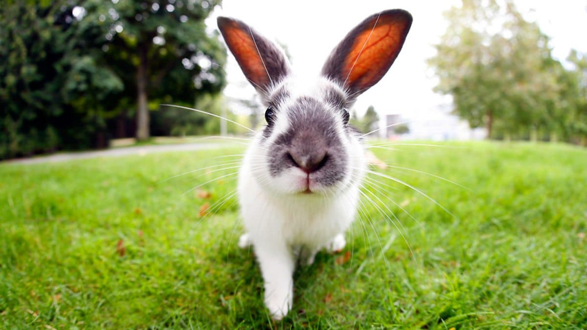 6 Minute English / Rabbits: cuddly friends or cunning tricksters?