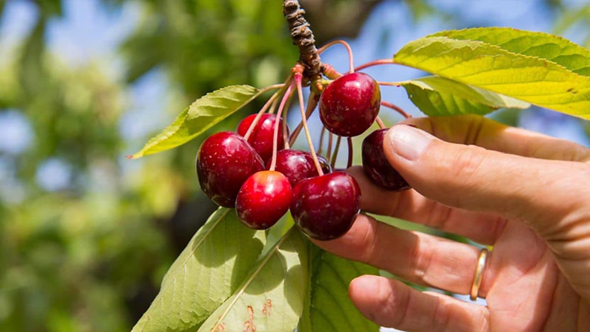 The English We Speak / Cherry-pick