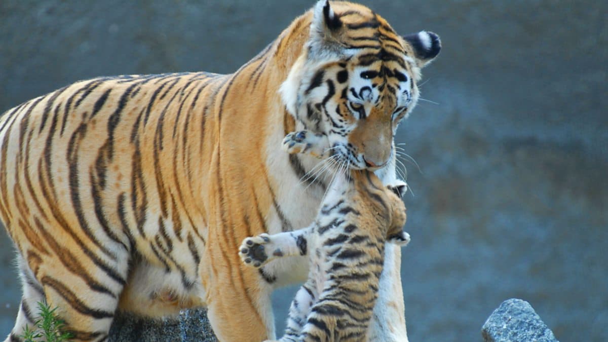 The English We Speak / Tiger mother