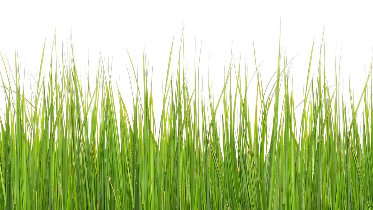 The English We Speak / To kick (something) into the long grass