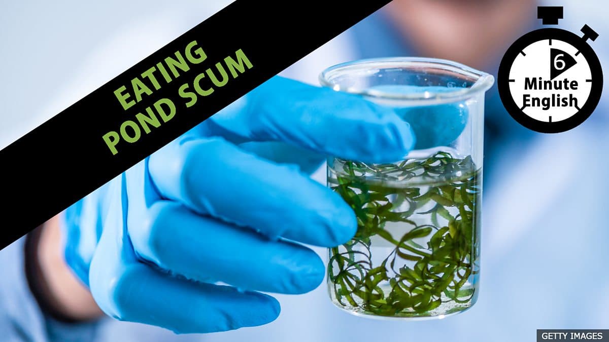 6 Minute English / Eating pond scum