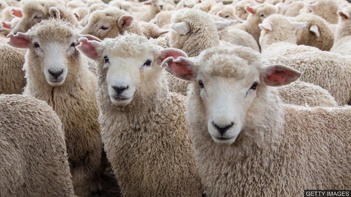 The English We Speak / Sheeple