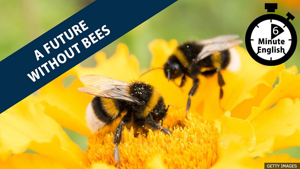 6 Minute English / Is there a future without bees?