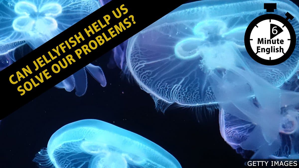 6 Minute English / Can jellyfish help us solve our problems?