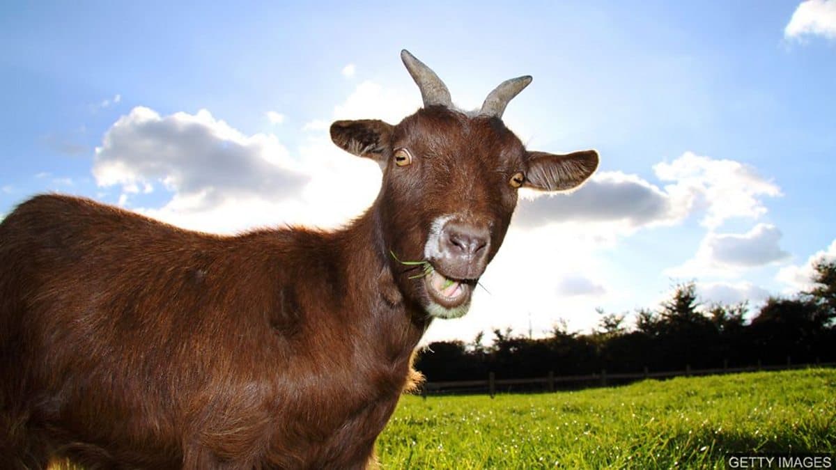 The English We Speak / GOAT