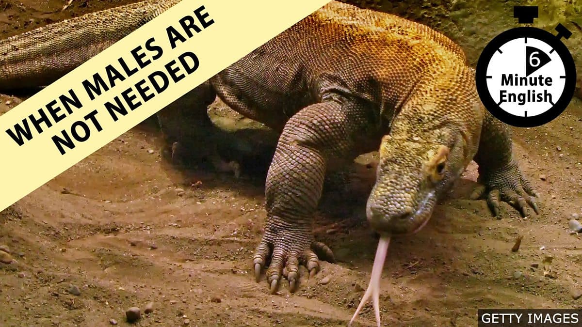 6 Minute English / When males are not needed