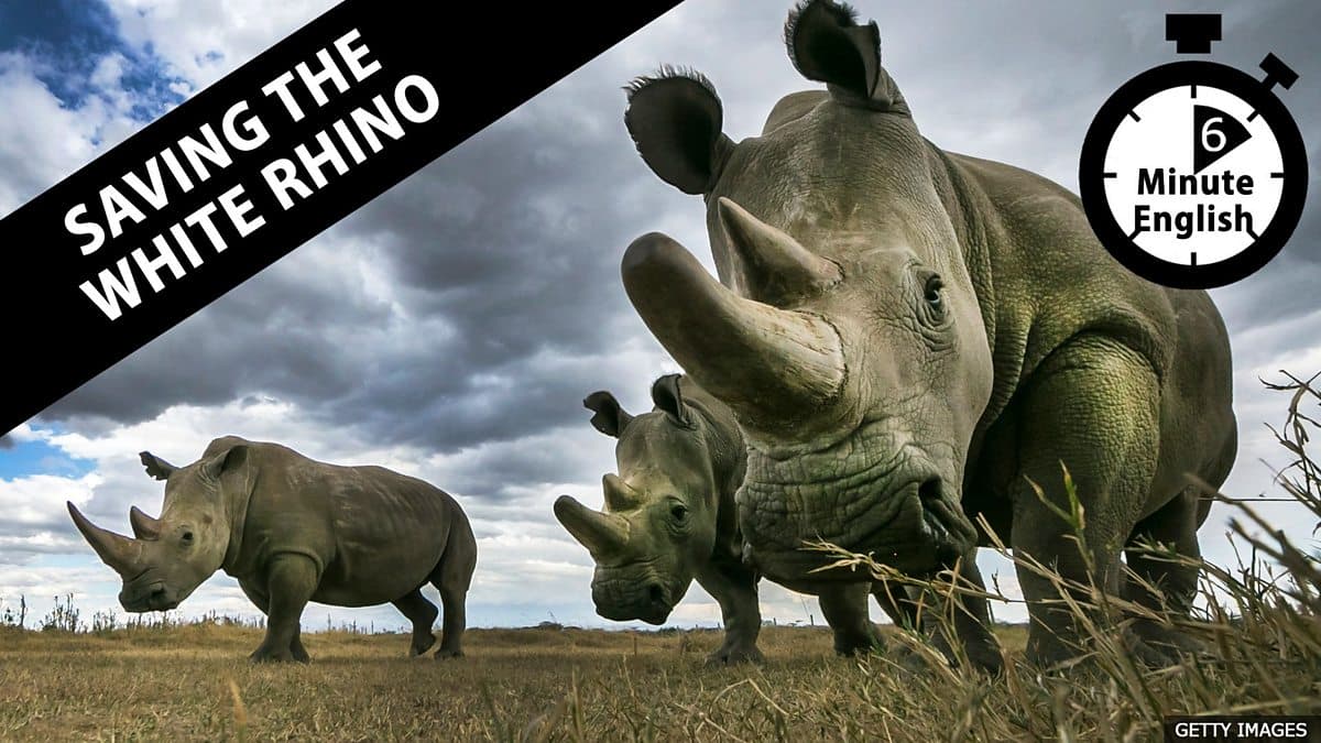 6 Minute English / Saving the white rhinos