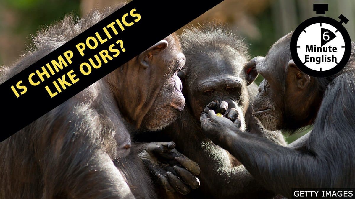 6 Minute English / Is chimp politics like ours?