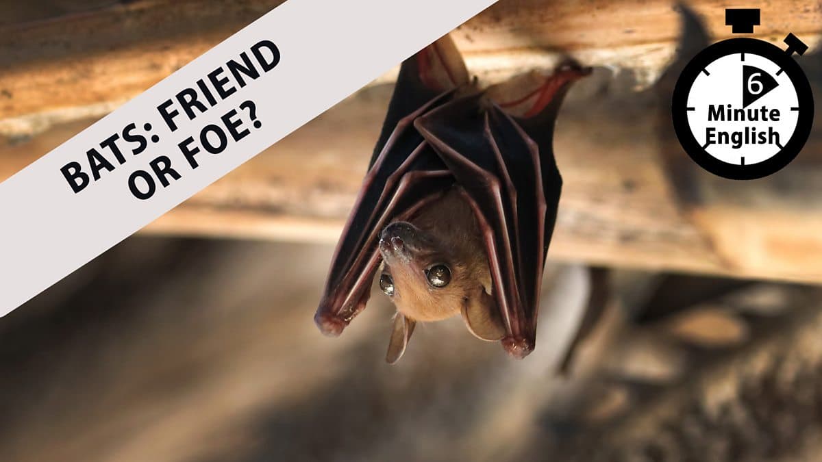 6 Minute English / Bats: Friend or foe?