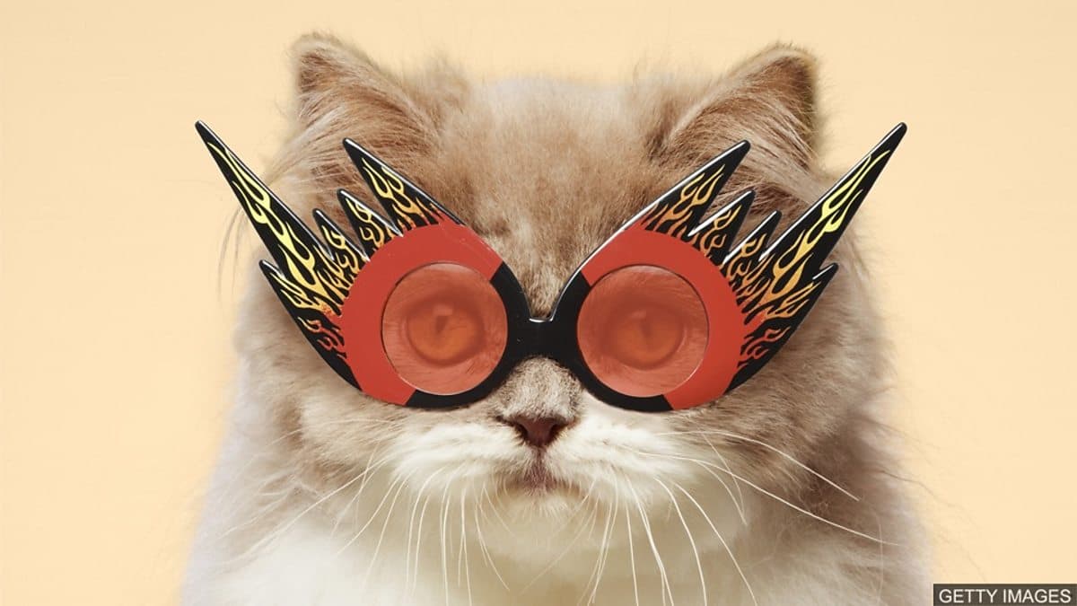 The English We Speak / Cool cat