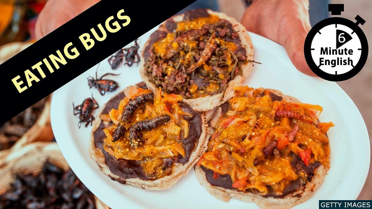 6 Minute English / Eating bugs