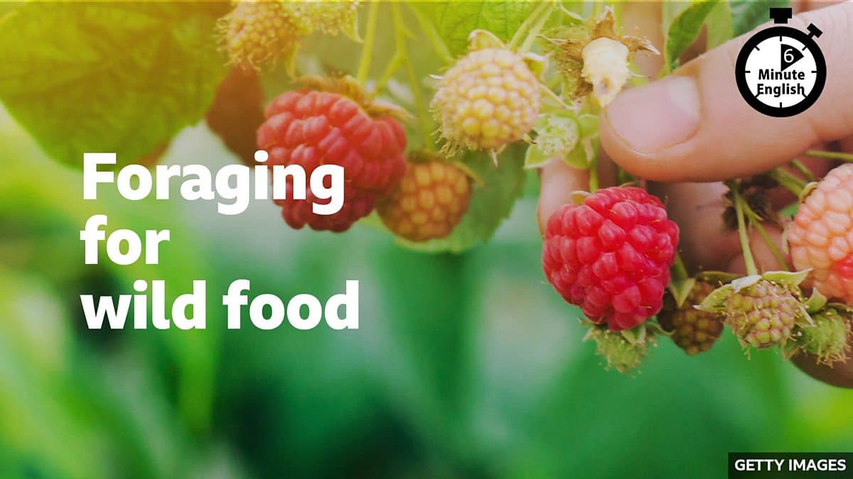 6 Minute English / Foraging for wild food