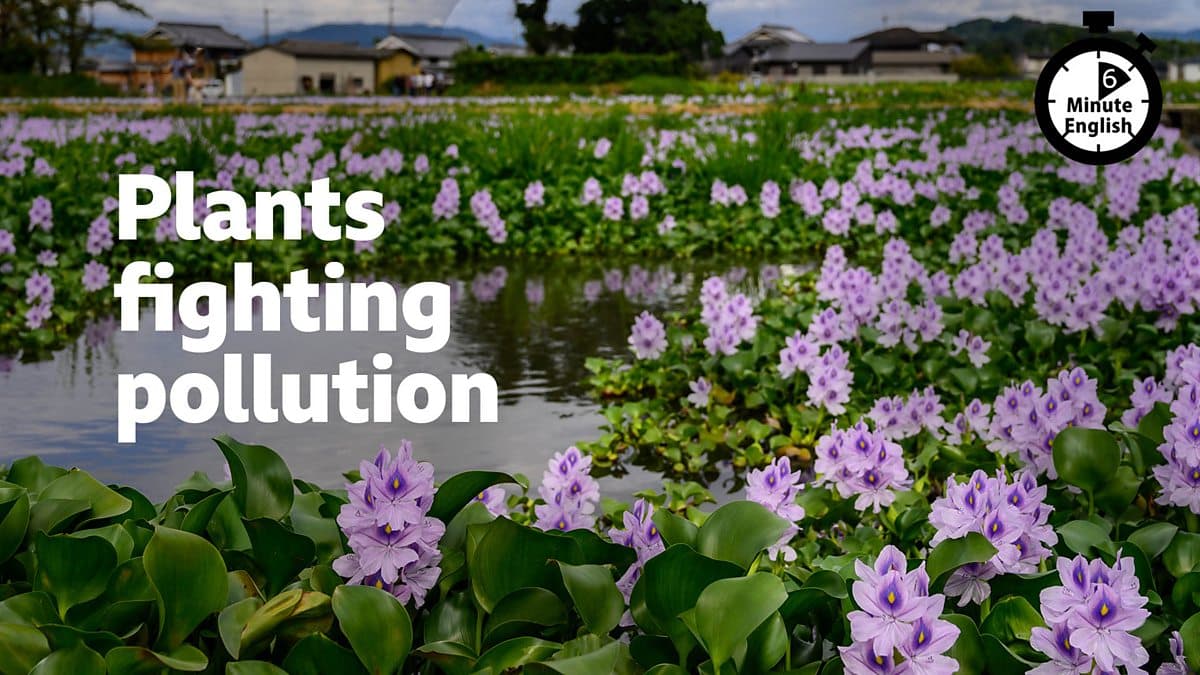 6 Minute English / Plants fighting pollution
