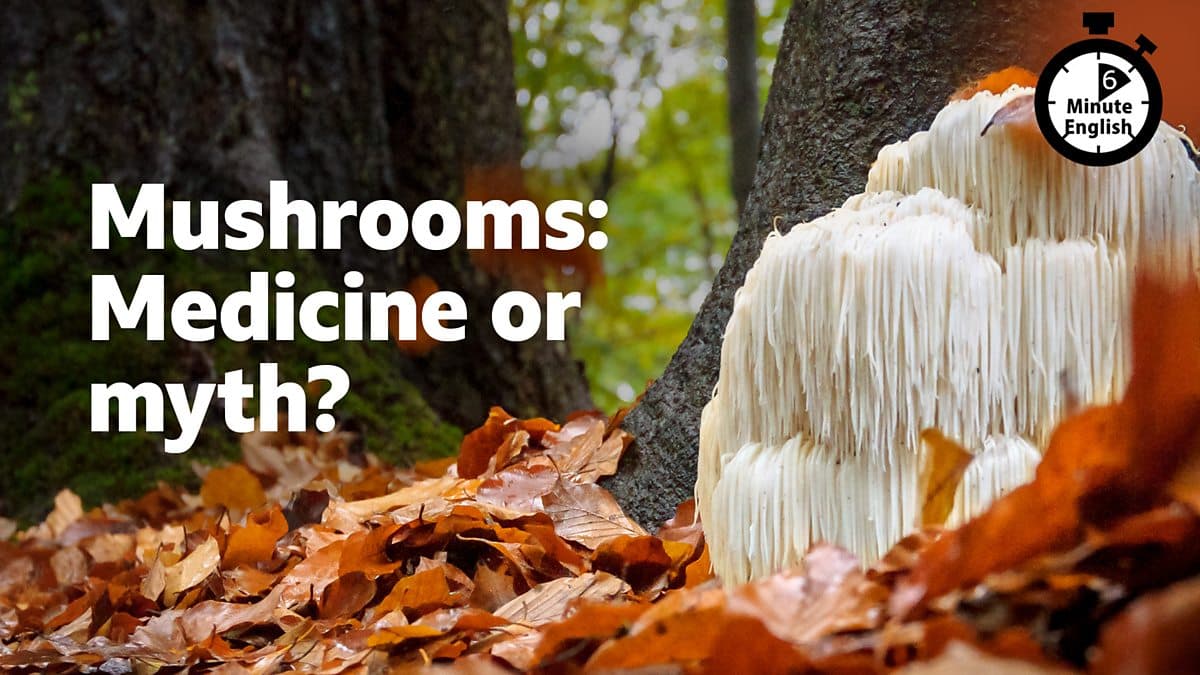 6 Minute English / Mushrooms: Medicine or myth?
