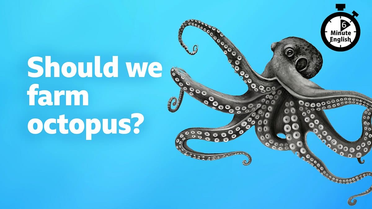 6 Minute English / Should we farm octopus?