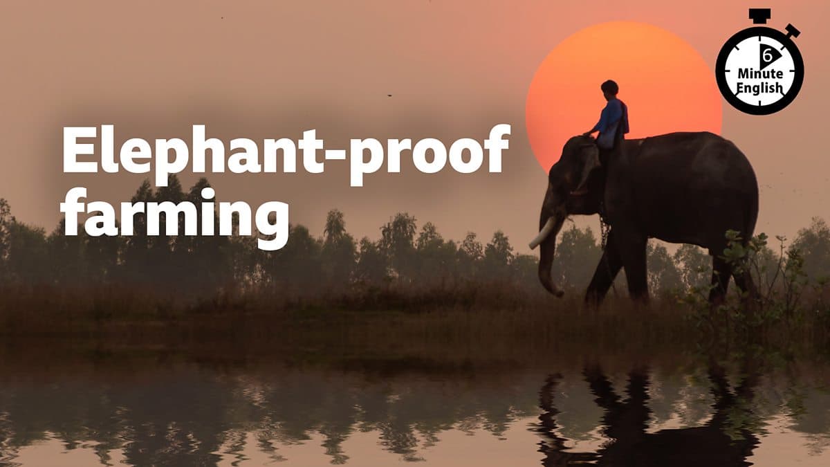 6 Minute English / Elephant-proof farming