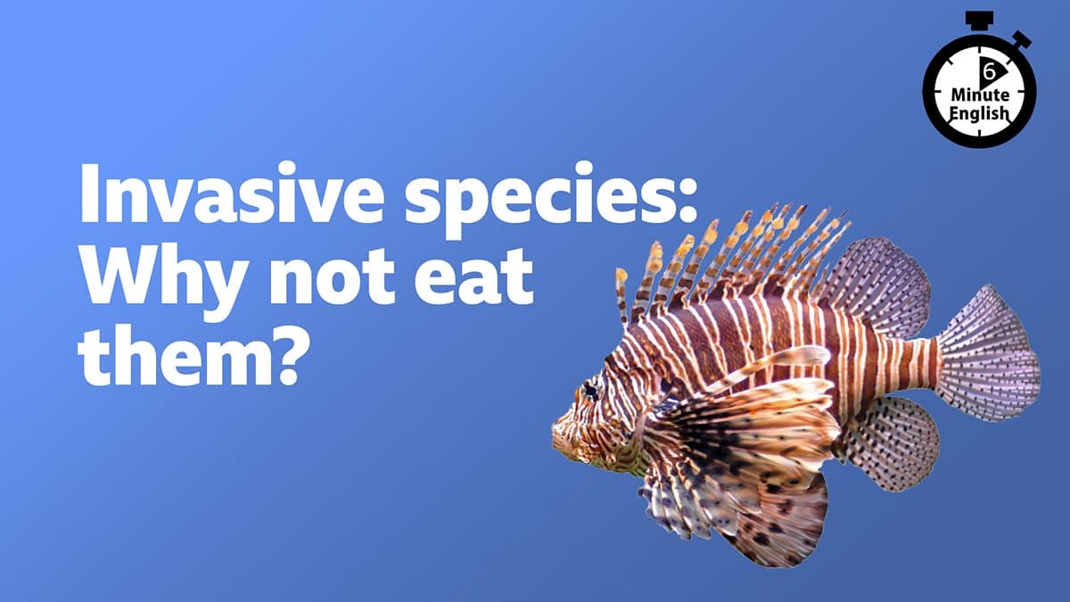 6 Minute English / Invasive species: Why don't we eat them?