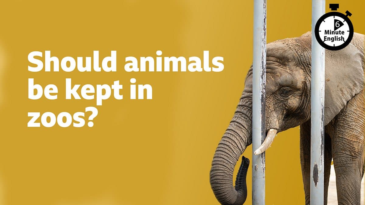 6 Minute English / Should animals be kept in zoos?