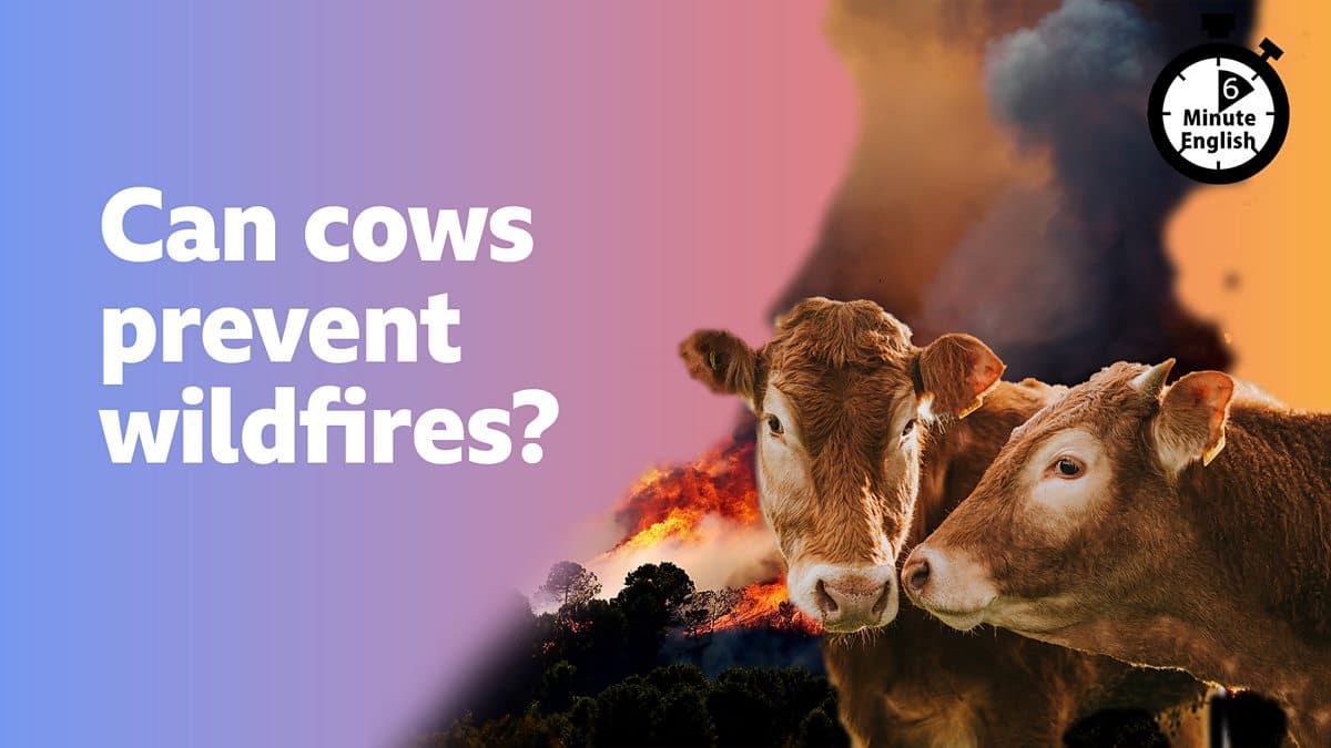 6 Minute English / Can cows prevent wildfires?