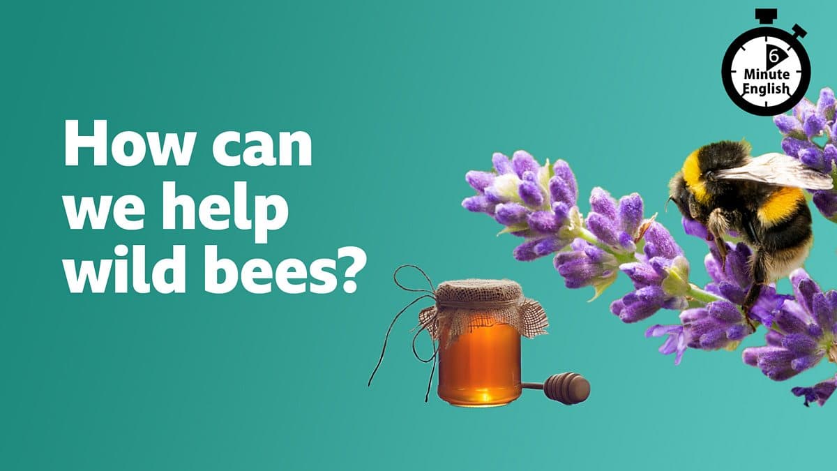 6 Minute English / How can we help wild bees?