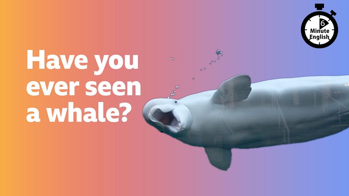 6 Minute English / Have you ever seen a whale?