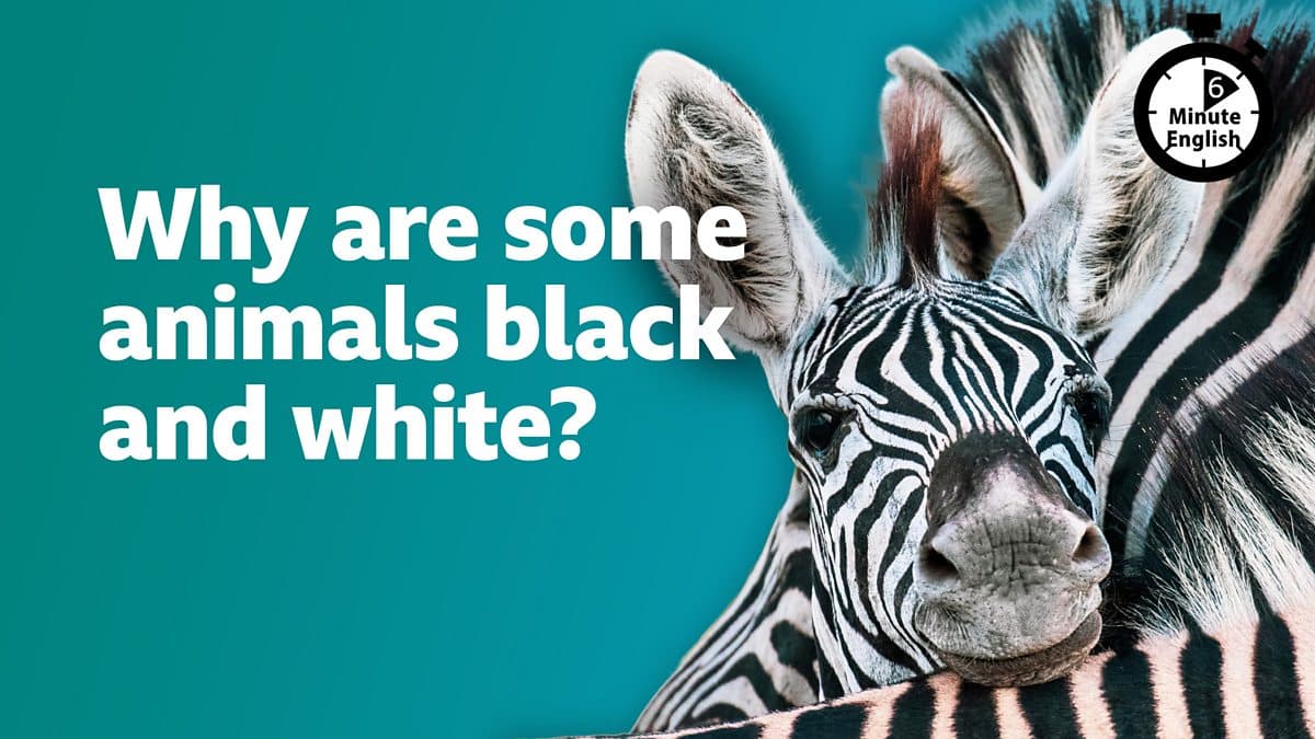 6 Minute English / Why are some animals black and white?